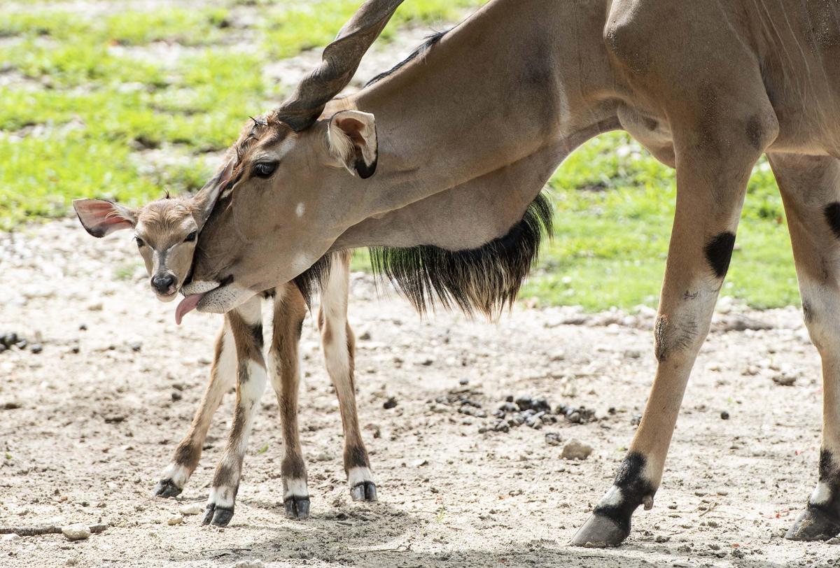 A baby giant eland was born at Zoo Miami on July 12, 2019. The mother attempts to lick the remaining afterbirth off of the new calf, an instinct that helps deter predators in the wild.