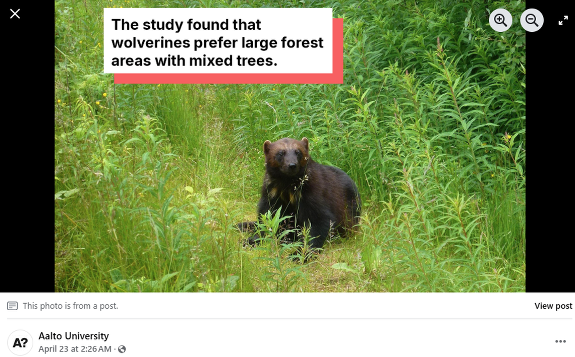 Satellite images combined with footprint tracking allowed researchers to see wolverine’s new range in Finland.