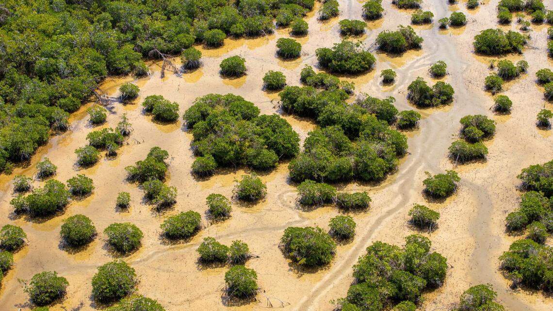 Costal mangrove forests in Everglades National Park.