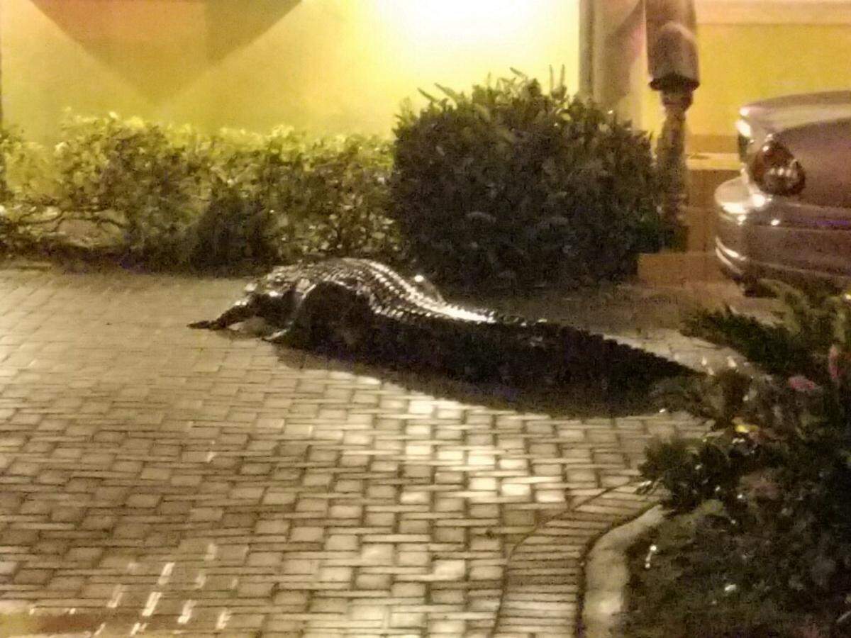 An alligator, estimated to be 11 feet and 600 pounds, walks to the driveway of a home in the Northwest 13th Street and 37th Avenue neighborhood of Miami on April 19, 2019.