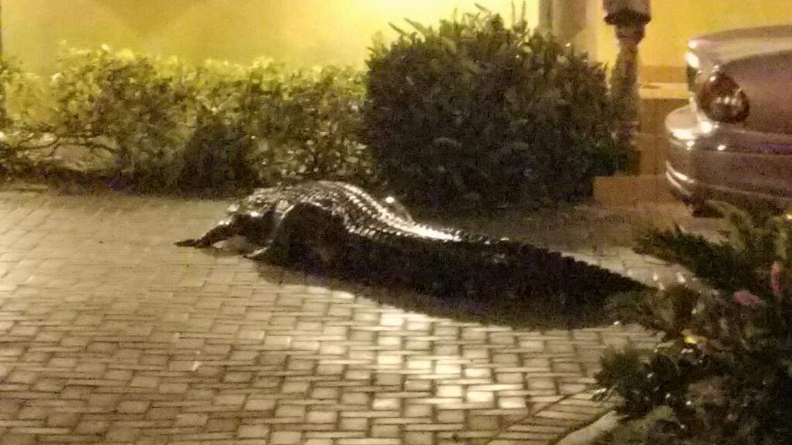 An alligator, estimated to be 11-feet and 600-pounds, walks to the driveway of a home in the Northwest 13th Street and 37th Avenue neighborhood of Miami on April 19, 2019.