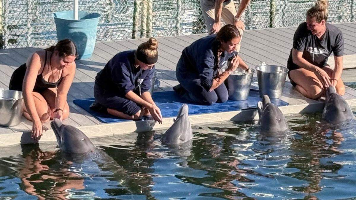 Four dolphins greet trainers at Dolphin Life, a not-for-profit marine mammal park in Key Largo. The dolphins had lived at the Miami Seaquarium until it closed in October and were relocated to Dolphin Life on Saturday, Dec. 06, 2025.