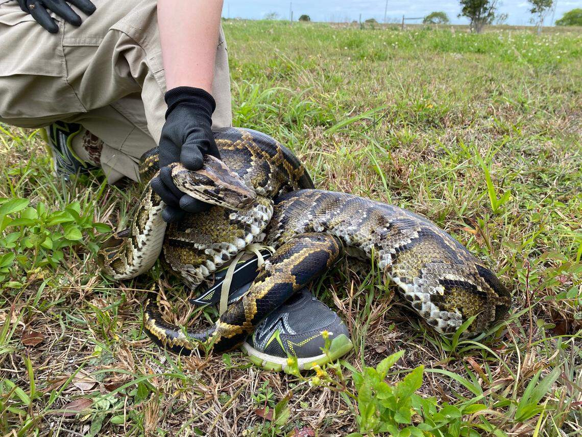 Burmese pythons are believed to have arrived in South Florida as pets in the 1980s and then released by frustrated owners who got tired of feeding them mice and other live meals.&nbsp;