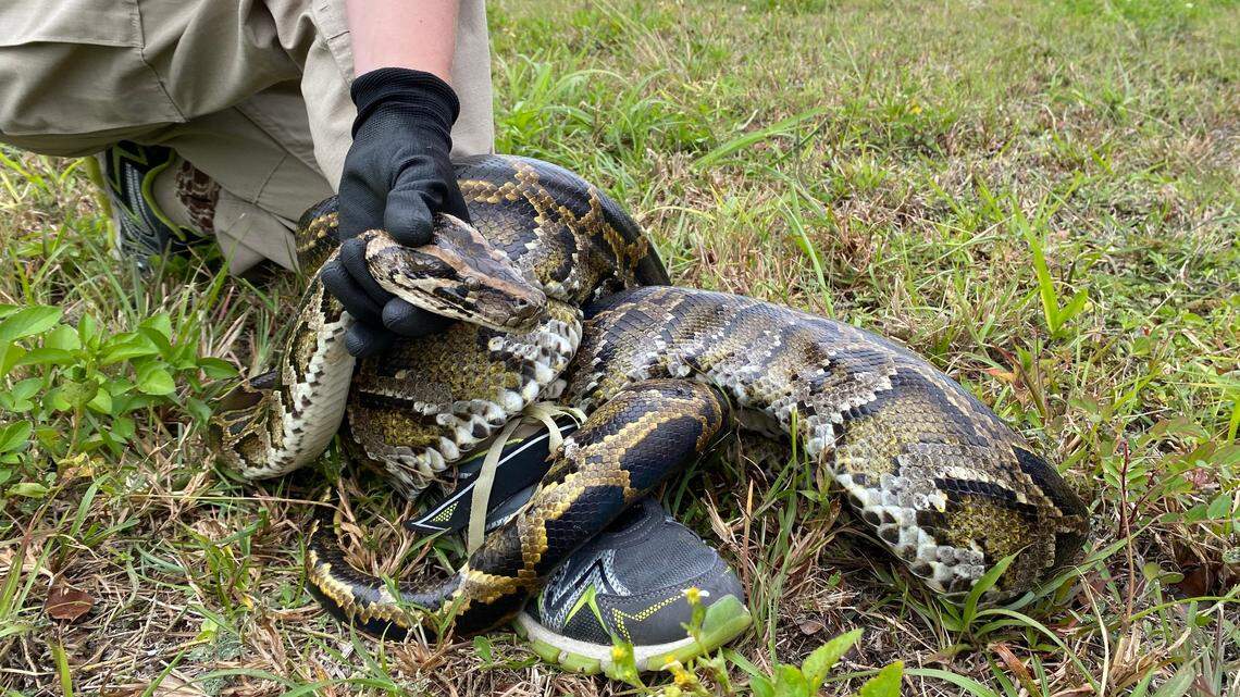 Burmese pythons are believed to have arrived in South Florida as pets in the 1980s and then were released by frustrated owners who got tired of feeding them mice and other live meals. 