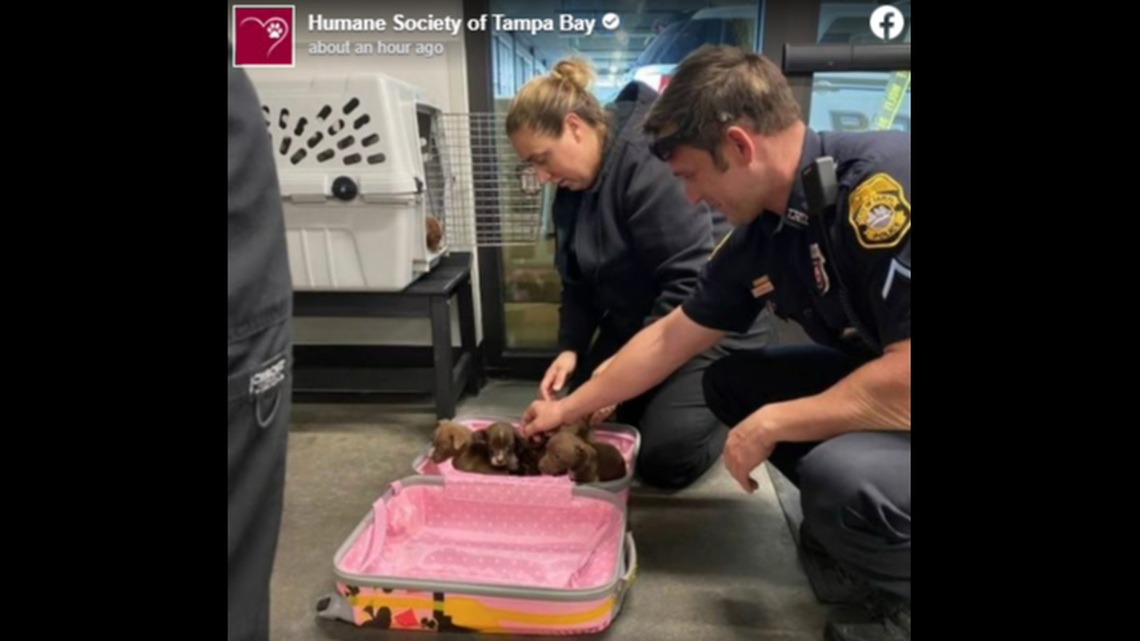 A suspicious pink suitcase left outside a Tampa, Florida vacation rental had 6 puppies inside, police say.