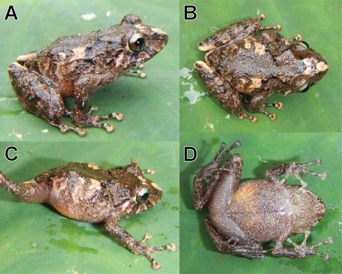 The frog has rough and marbled skin, researchers said.