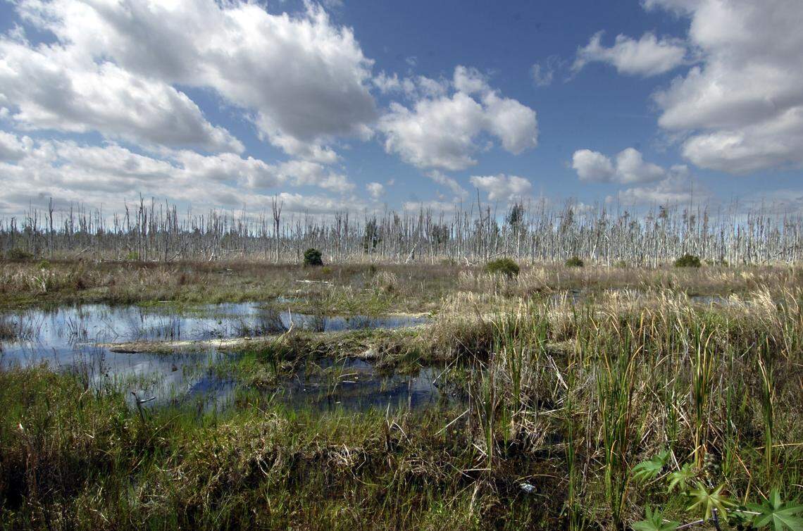 Wetlands at the southwest corner of Southwest 157th Avenue and Southwest Eighth Street owned by the South Florida Water Management District and outside the Urban Development Boundary are part of an Everglades restoration project intended to push more water south to the Everglades and protect fresh water supplies.