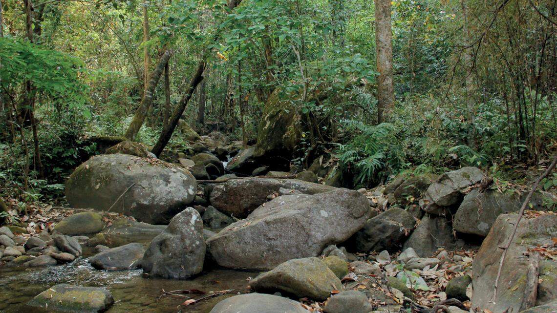 Scientists found an animal perched on bamboo by a waterfall in Tak province and discovered a new species, the study said.