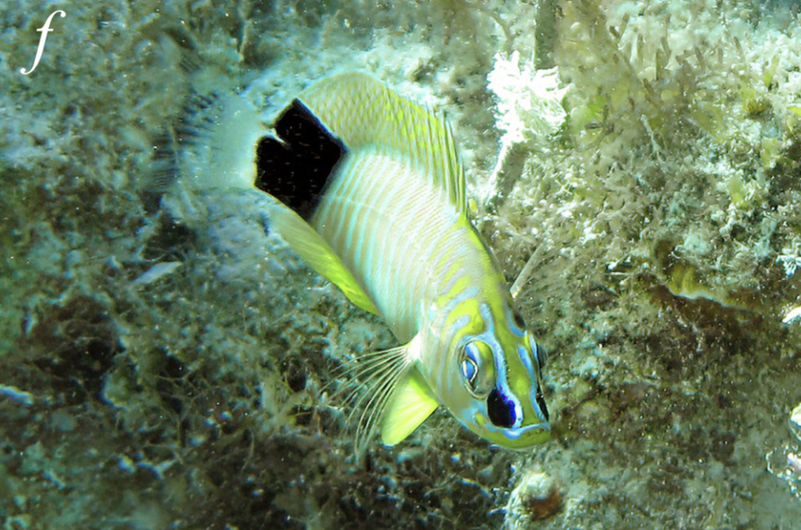 The fish are predatory and feed on smaller fish and invertebrates, researchers said.