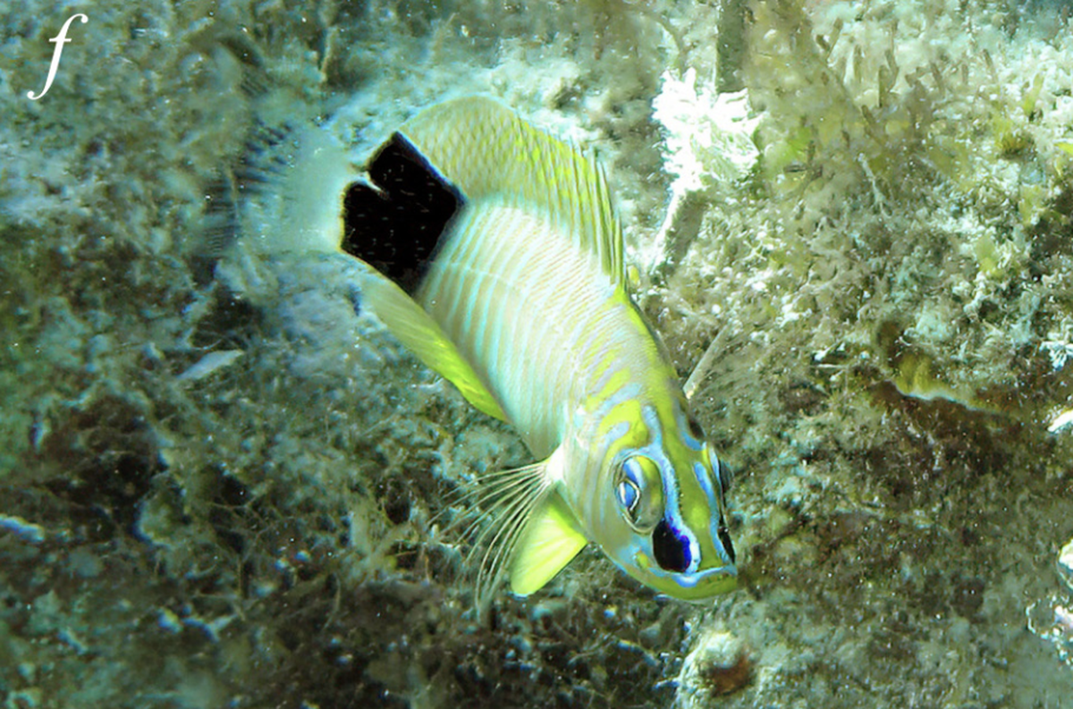 The fish are predatory and feed on smaller fish and invertebrates, researchers said.