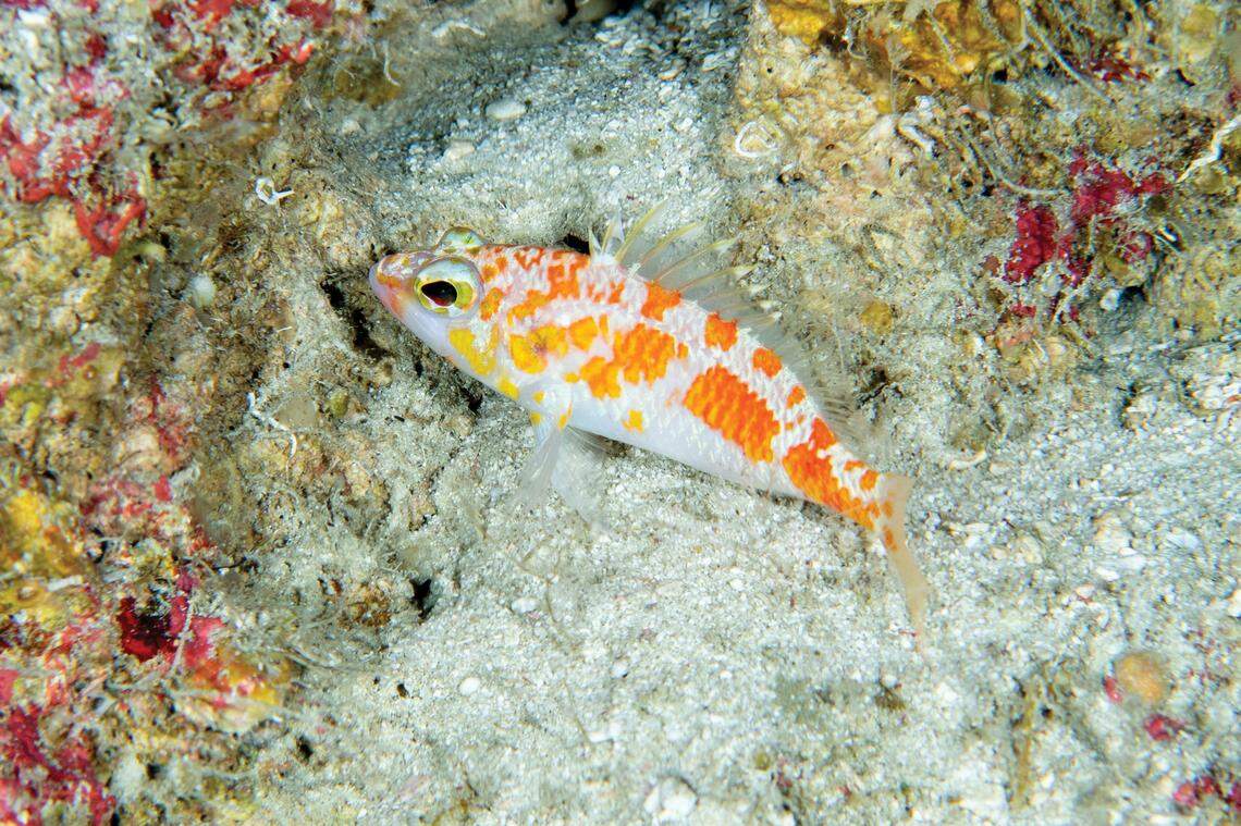 The small orange and white fish hides in the holes of coral to keep safe, researchers said.