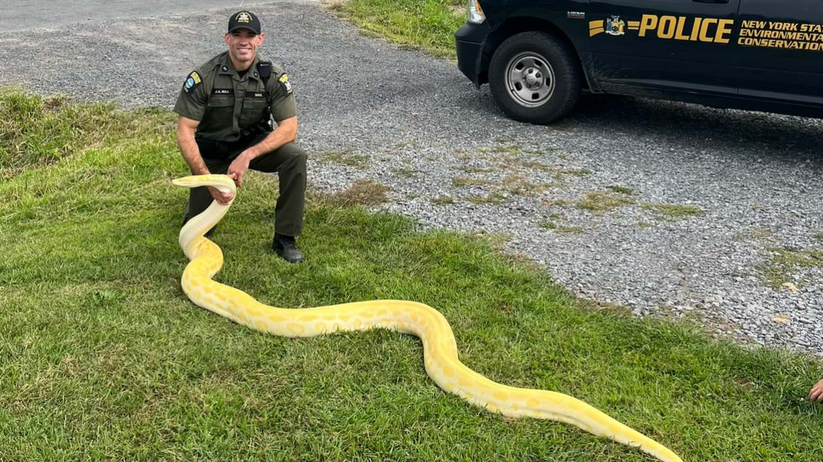 The snake that was illegally kept as a pet in New York, according to officials.