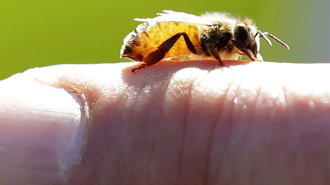 Approximately 60,000 bees were stolen from the Pennsylvania headquarters of grocery store chain The Giant Company.