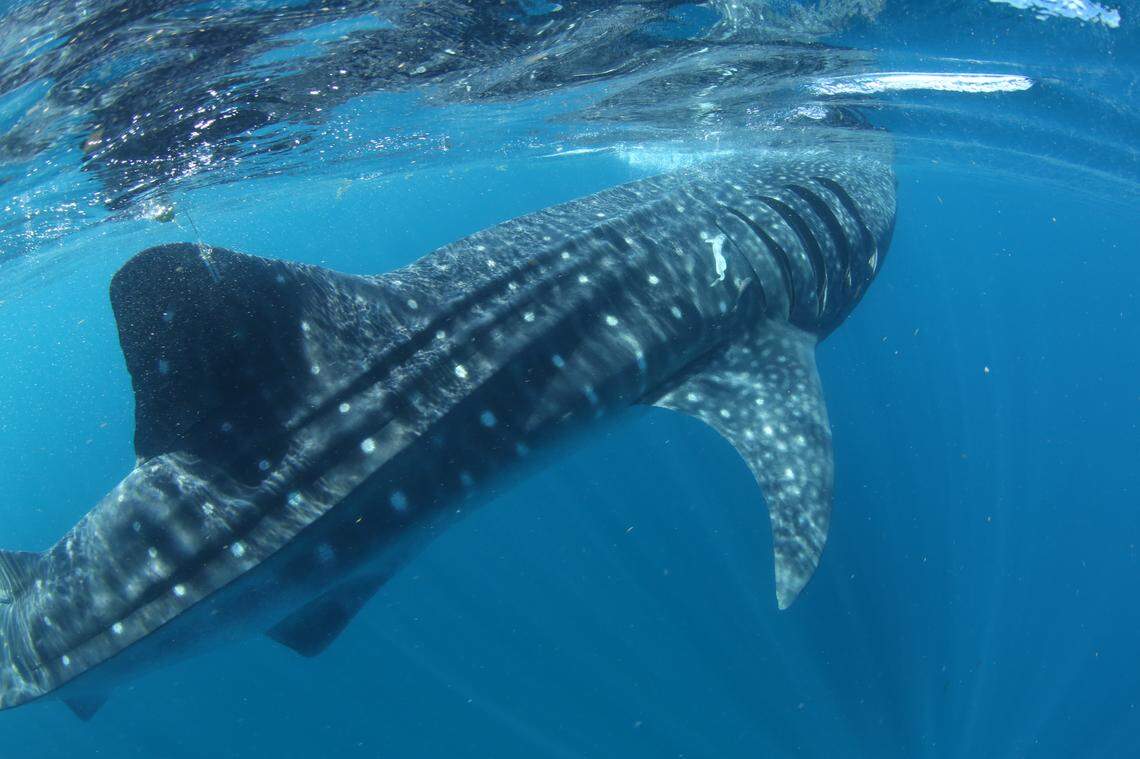 Rio Lady is a 26-foot-long mature female whale shark who was tagged off the coast of Mexico.