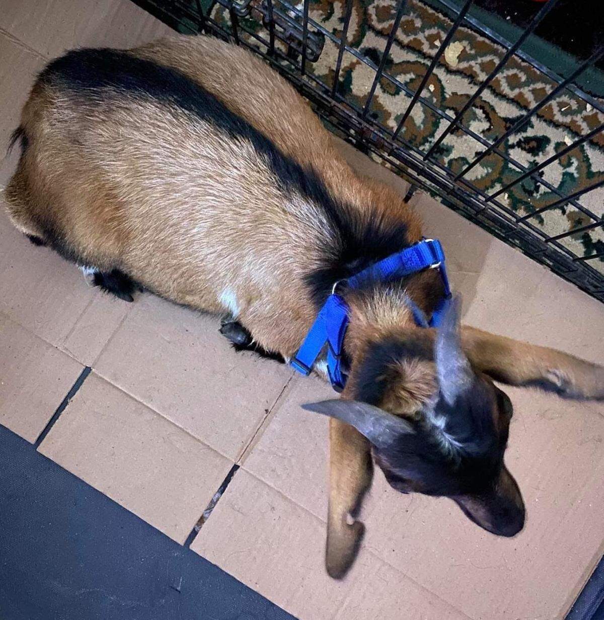 Billy the Kidder, a Florida Keys miniature goat, came home drunk after a local man kidnapped him for the afternoon, the goat’s owner said.