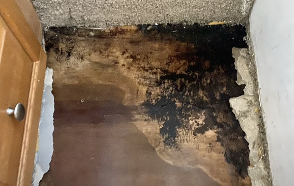 A photo of the mold in Jessica Dobbins’ camper.