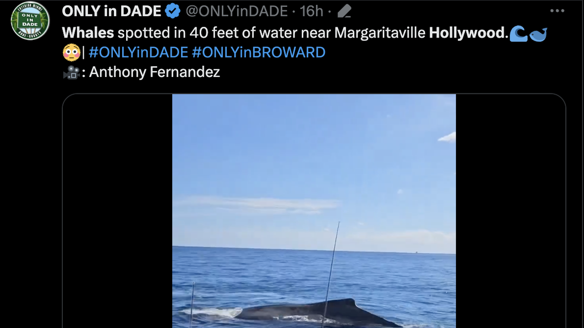 A screengrab of the video in which whales were spotted in South Florida waters.