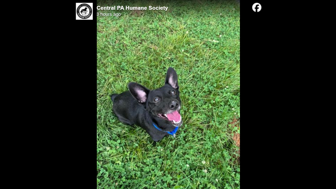 Sweet Buddy Bear is part corgi.