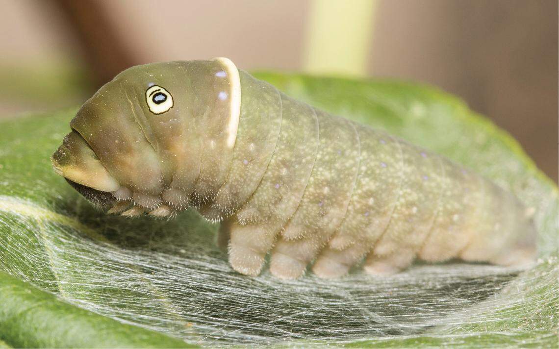 The caterpillars choose trees and shrubs on the outskirts of forests to make their cocoon.