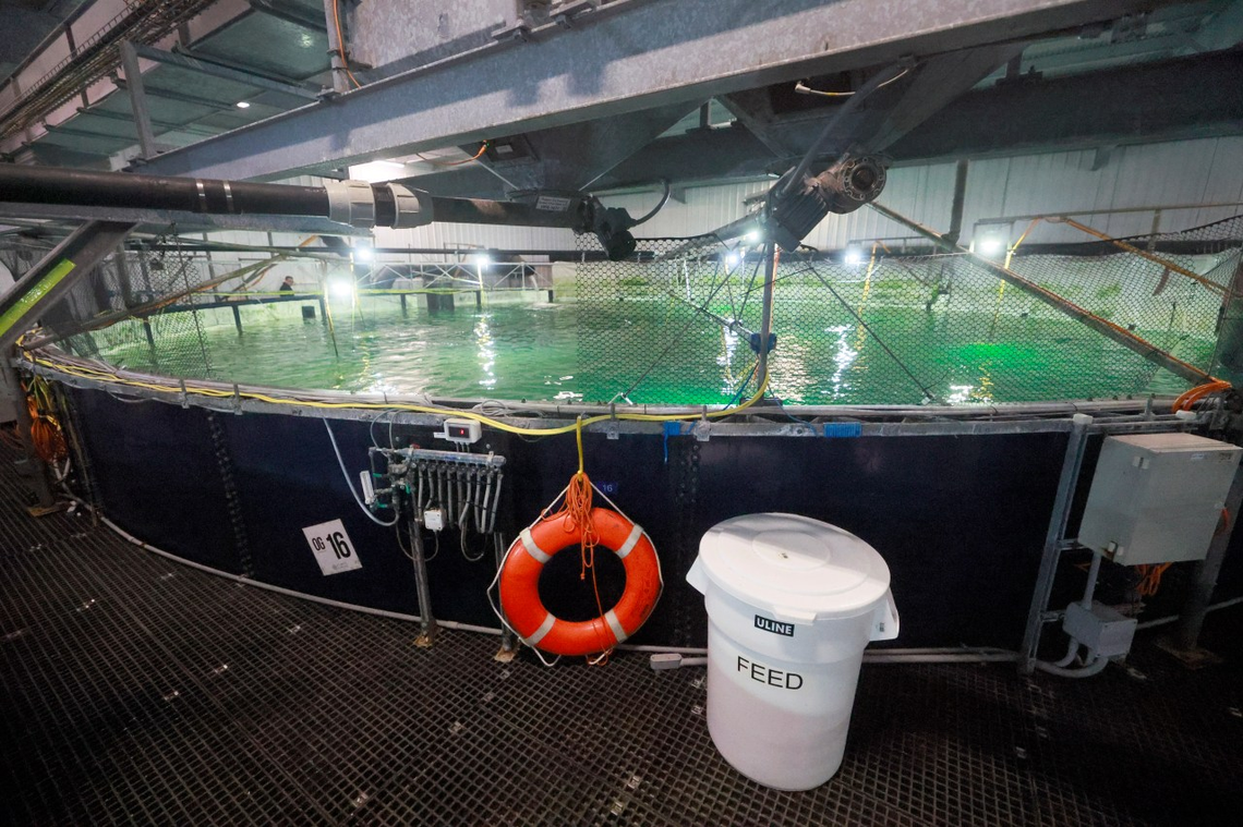 A fish tank at the Atlantic Sapphire Bluehouse Salmon farm in Homestead is about 40 feet deep and contains some 38,000 fish.