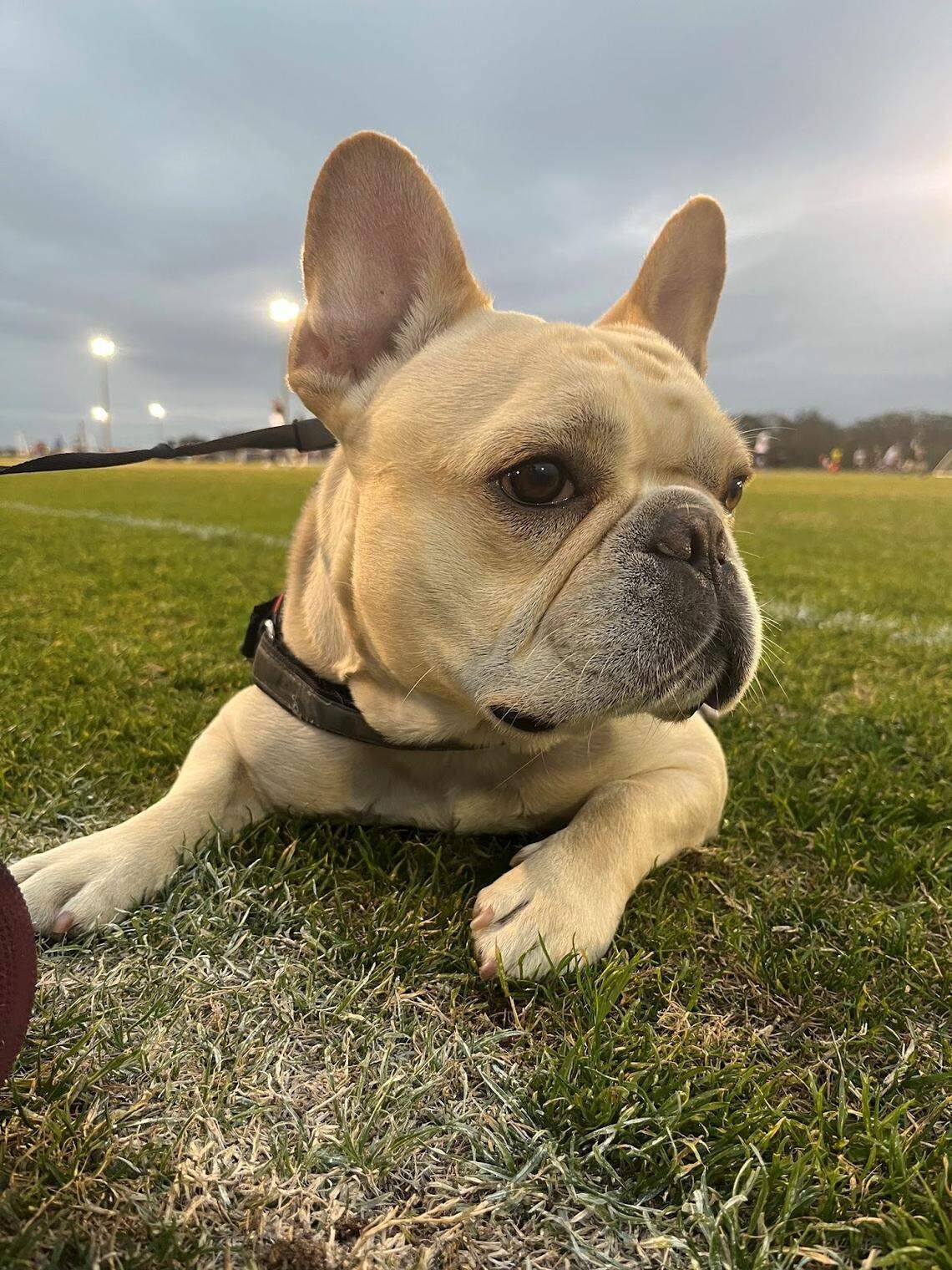 Tank, Alex Maduro’s French bulldog, 4, lives in Pinecrest and a favorite activity is going out for long walks, Maduro said. Tank placed fifth in the Miami Herald’s Cutest Dog Contest.