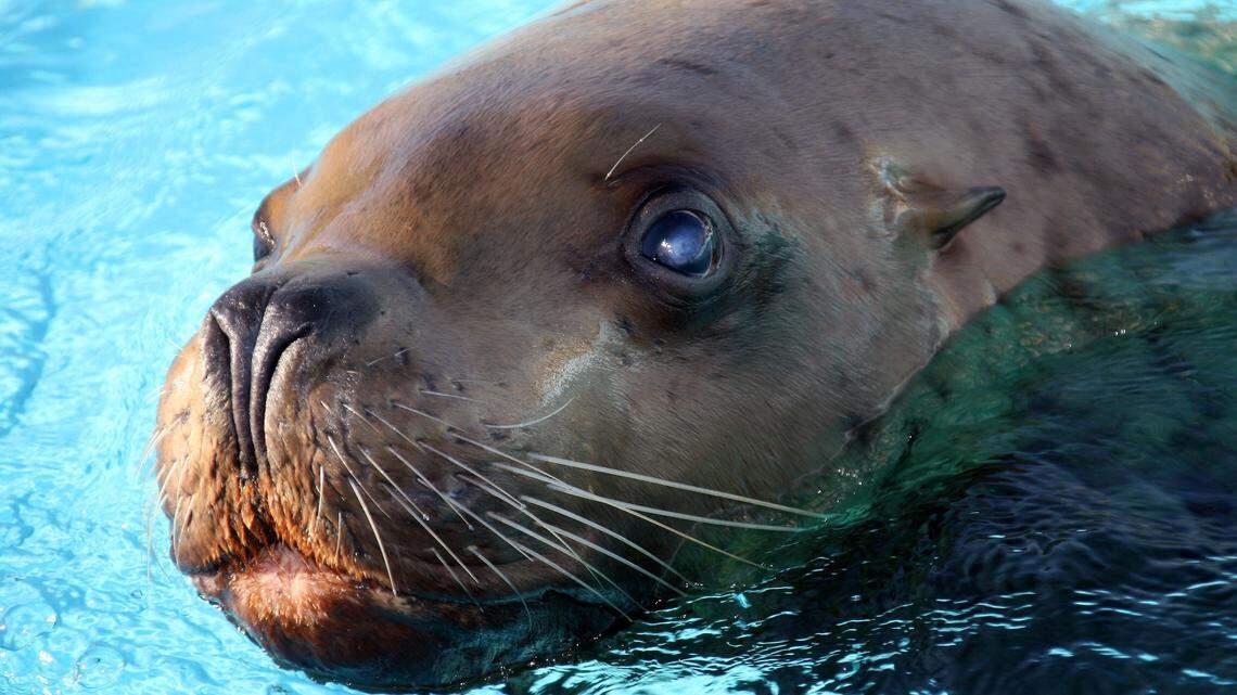 Steller Sea Lion Chonkers at Pier 39: Everything to Know
