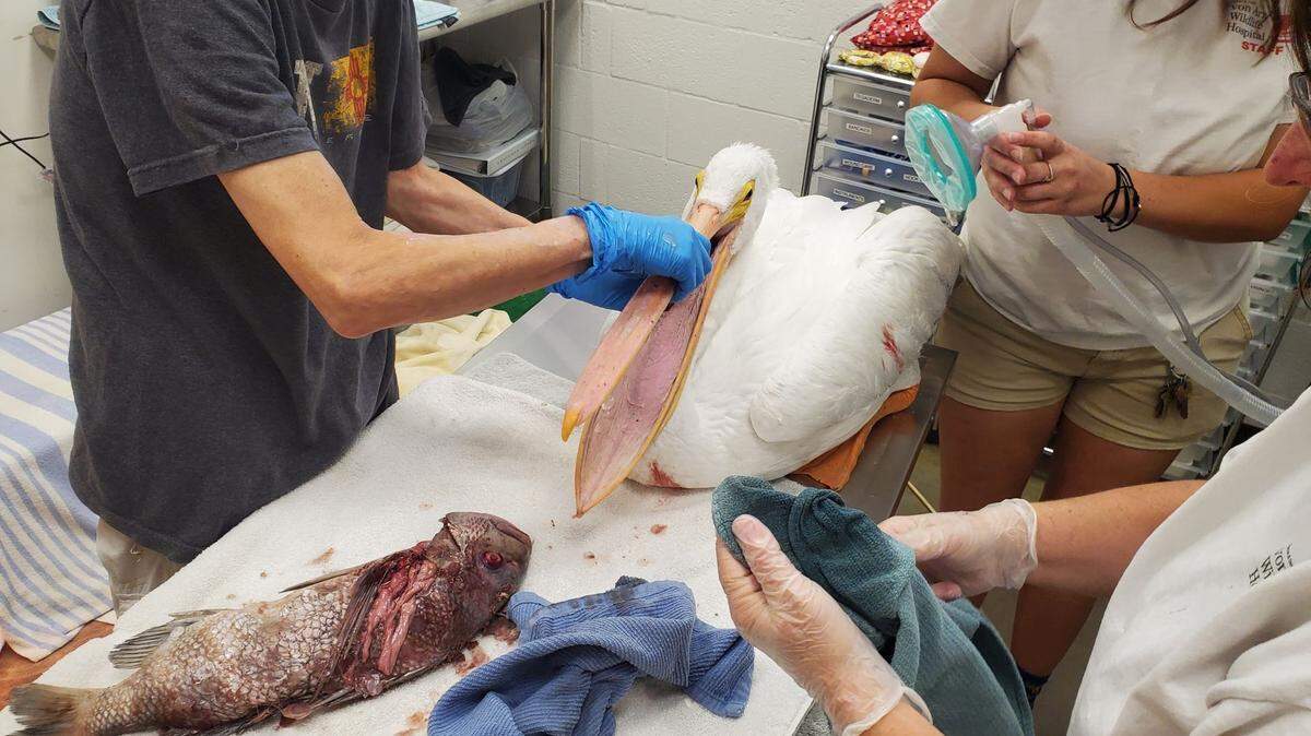 In a photo shared on Facebook on Dec. 6, 2021, vets and staff at the von Arx Wildlife Hospital at the Conservancy of Southwest Florida in Naples work to remove a large fish carcass from the esophagus of an American White Pelican that was struggling to get its food down or out.