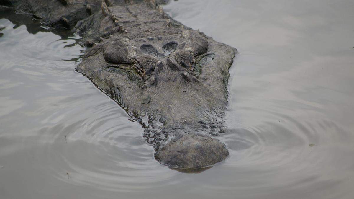 Florida alligator