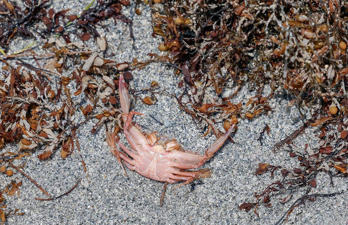 A dead crab is seen washed ashore along with seaweed belt at Crandon Park in Key Biscayne, Florida on Thursday, May 8, 2025.