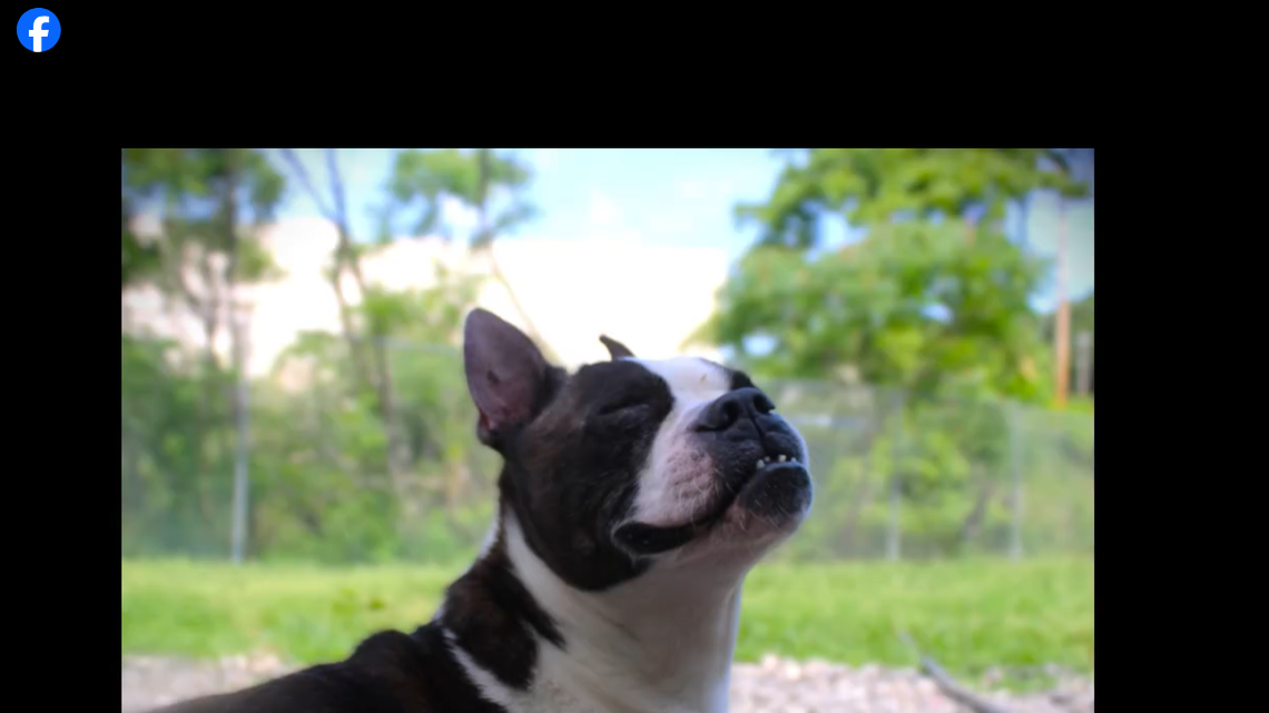 This 2-year-old ‘adventurous’ dog is missing a leg, but he still loves to run and play, a Pennsylvania shelter said. He needs a home.