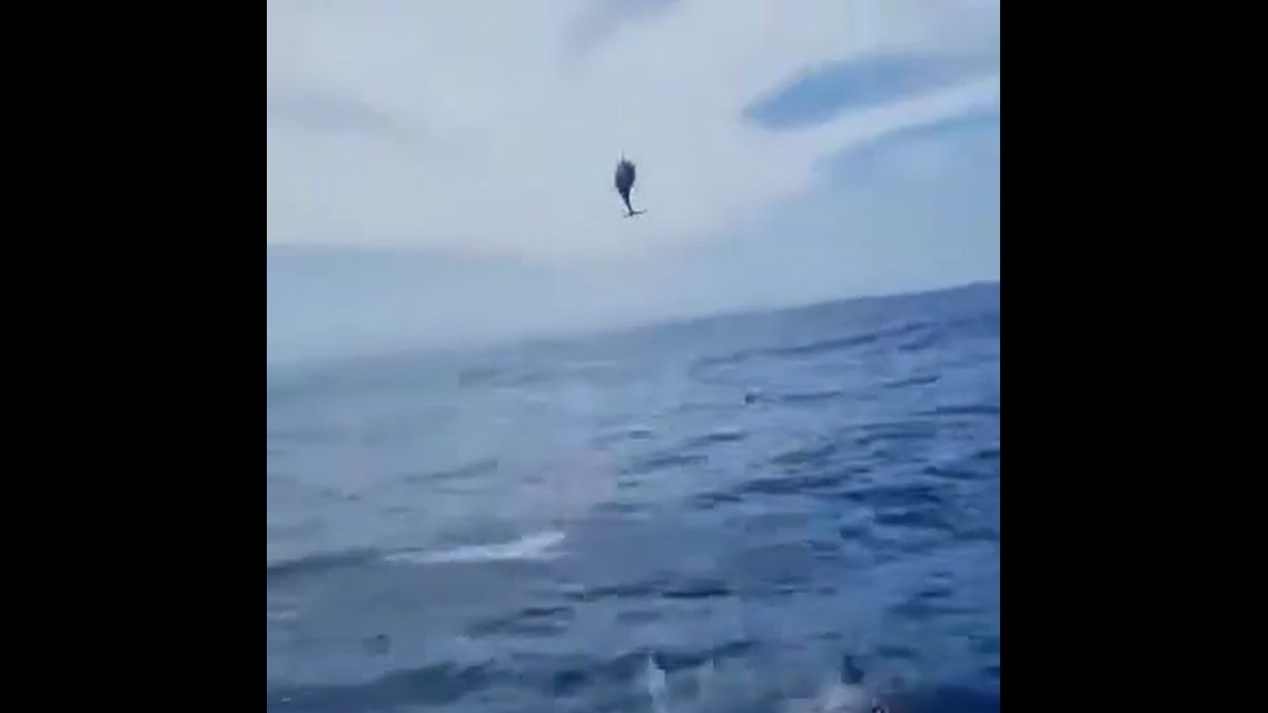 An overachieving dolphin is being cheered on social media after video showed it sailing through the air alongside a fishing boat off Australia.