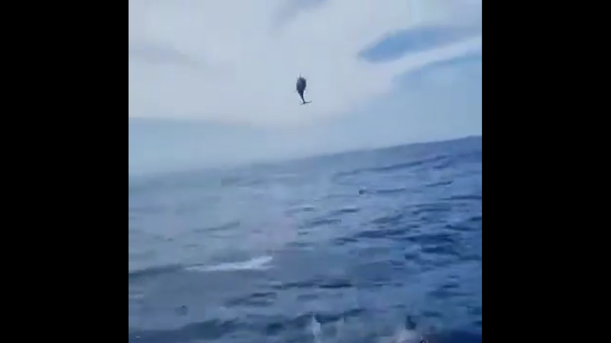 An overachieving dolphin is being cheered on social media after video showed it sailing through the air alongside a fishing boat off Australia.