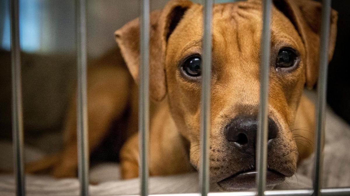 Miami, Florida, 23 de noviembre de 2021 – Un perro joven en su jaula esperando ser adoptado en el refugio de animales de Miami-Dade en Doral.