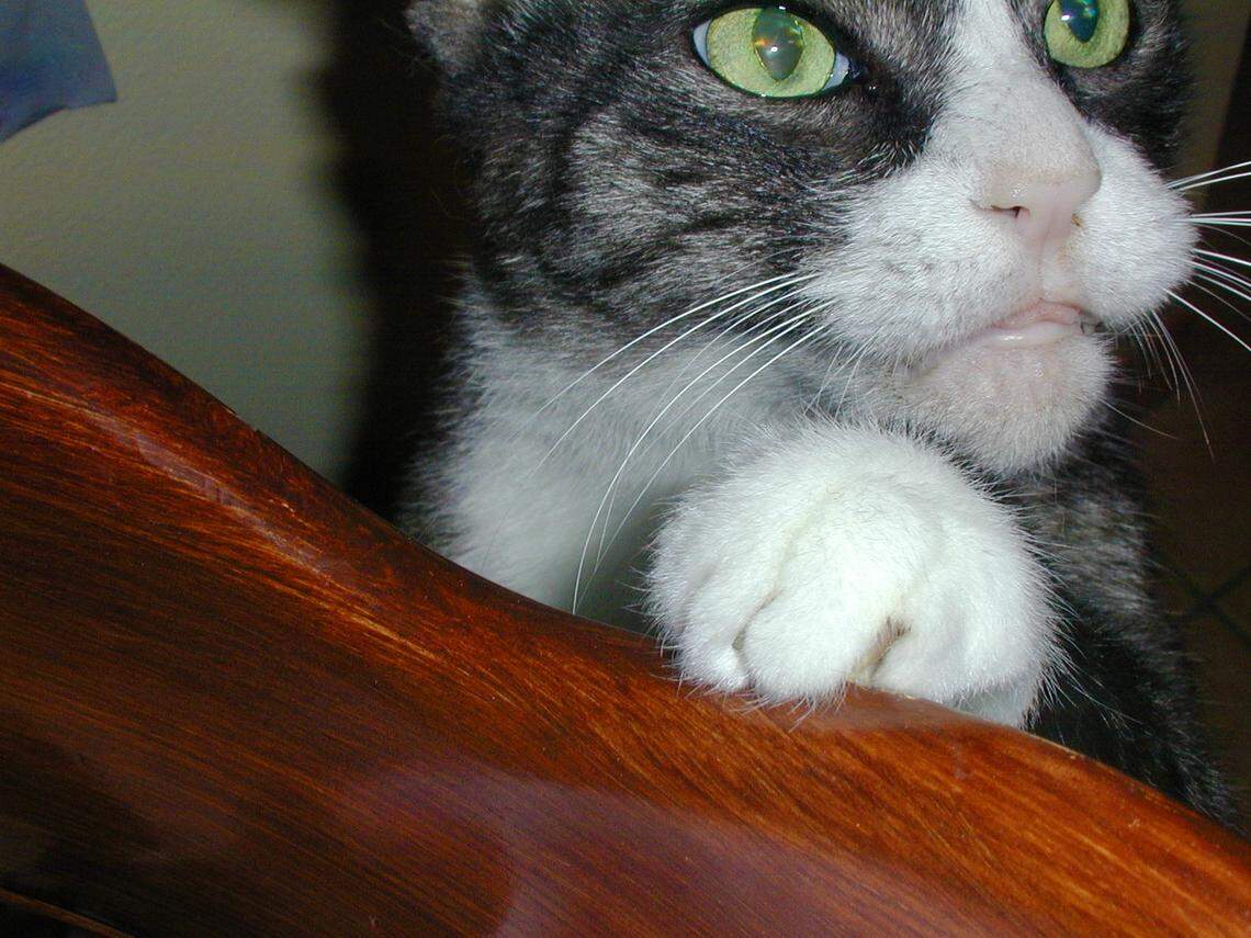 Spooky wants to know if he can be in the Cutest Pet in South Florida contest.