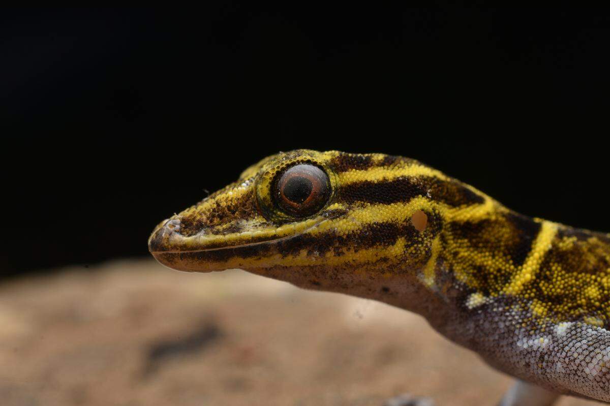 A close-up photo shows the brighlty colored head of a male Cnemaspis rashidi, or Rashid’s dwarf gecko.