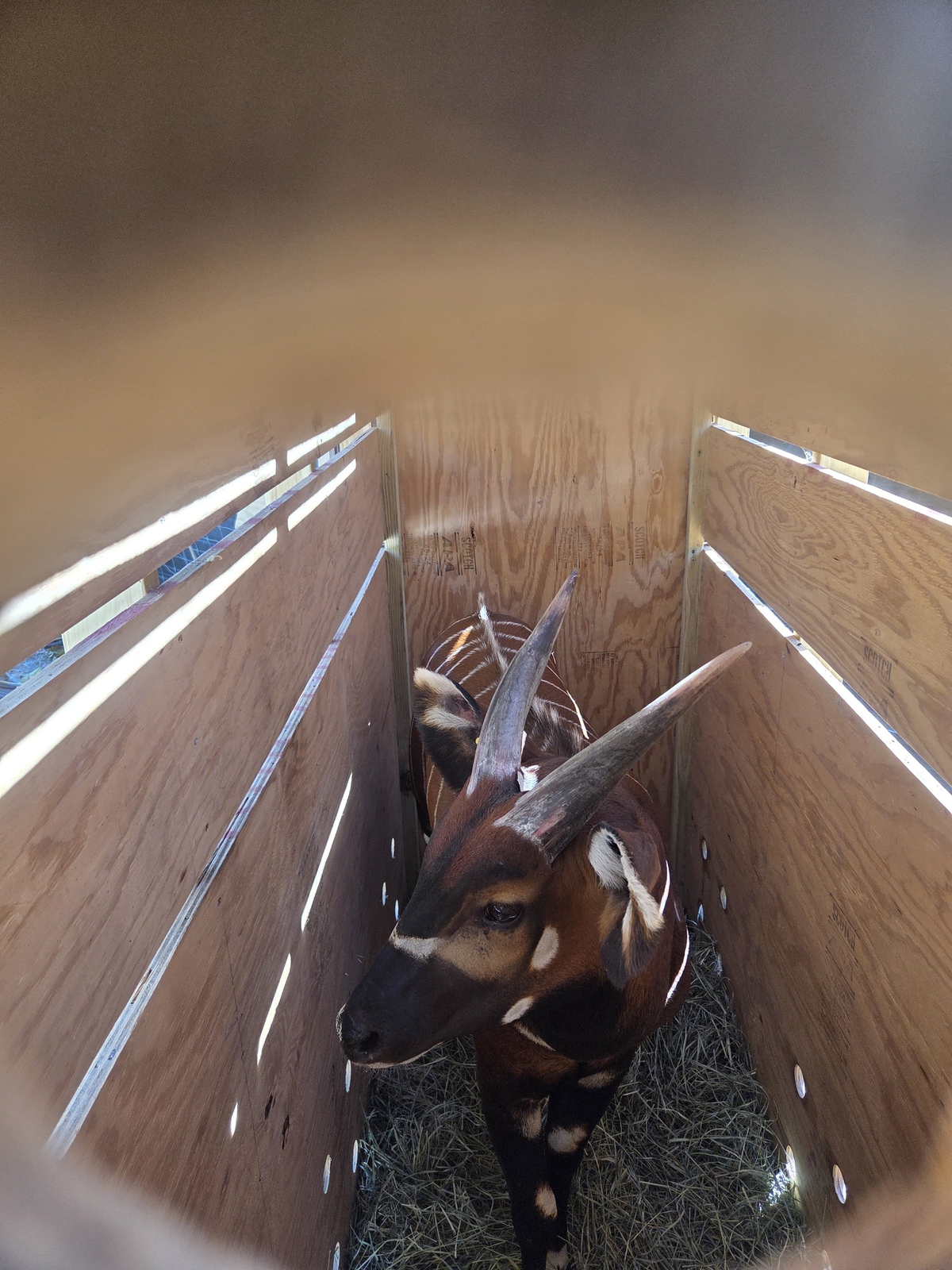 A young male mountain bongo antelope in a crate.