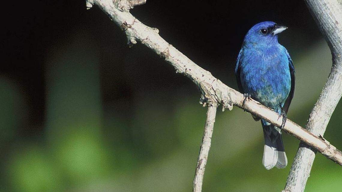 An Indigo Bunting in the DeSoto National Wildlife Refuge in Iowa