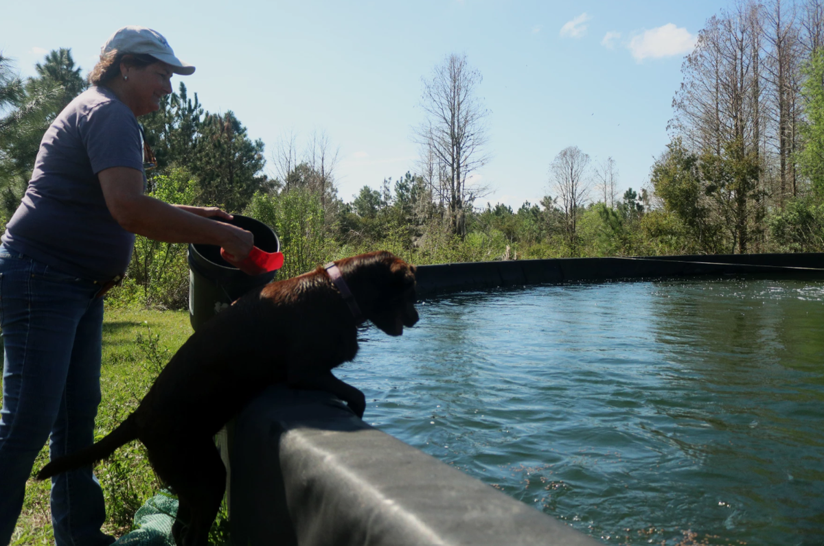 Jane Davis throws food pellets into an outdoor tank while one of the farm’s labrador retrievers, Maple, watches for moving fish below the surface.