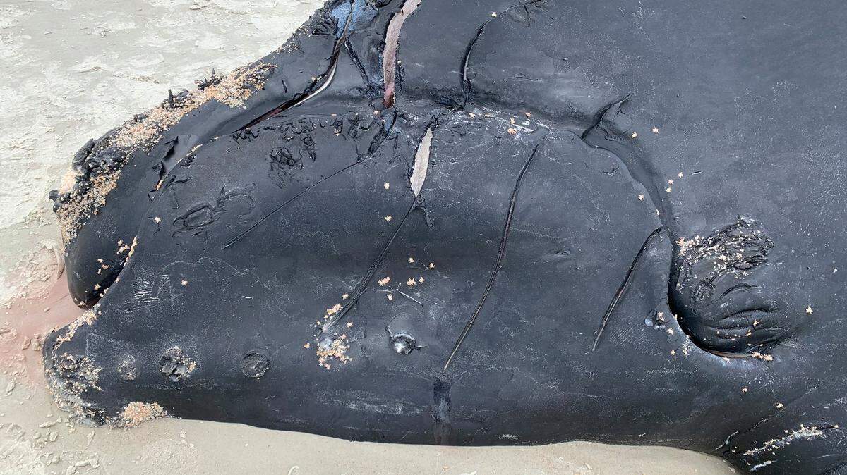 A North Atlantic right whale lies dead on the beach at Anastasia State Park in St. Augustine Saturday, Feb. 13, 2021. Scientists say it was hit by a large boat. Its mother was spotted Tuesday, Feb. 16, 2021, with visible wounds they say were also caused by a vessel strike.