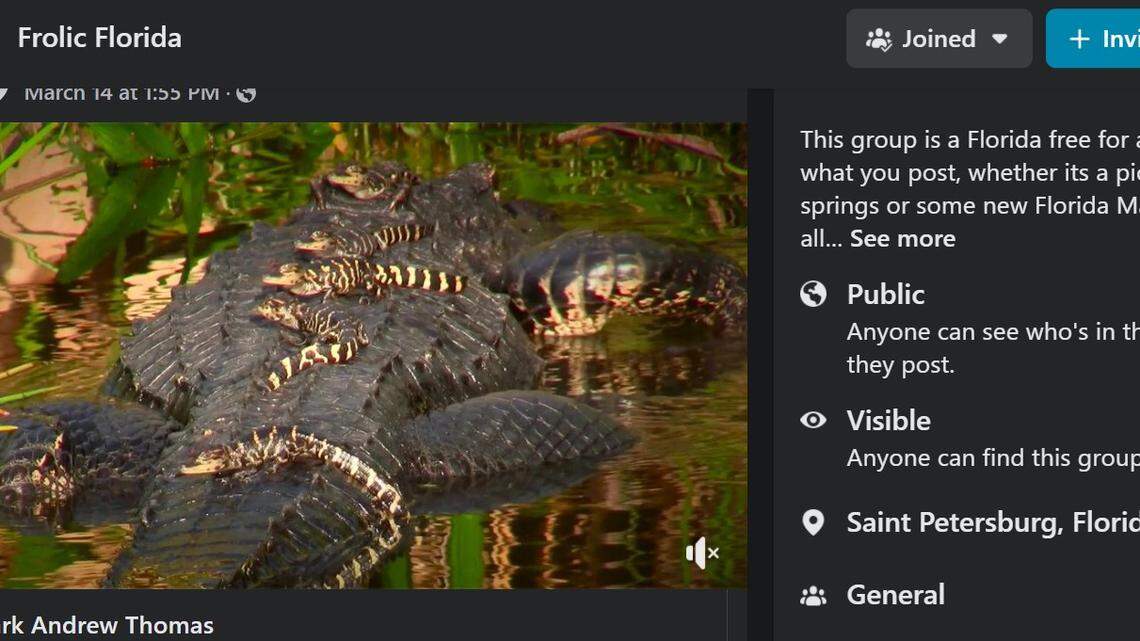 Mama alligator in the Everglades/Facebook