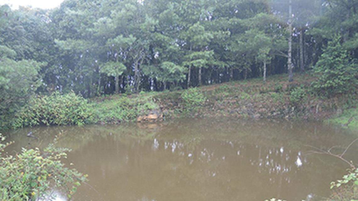 Researchers found a new species of “robust” and color-changing tree frogs in China, according to a new study.