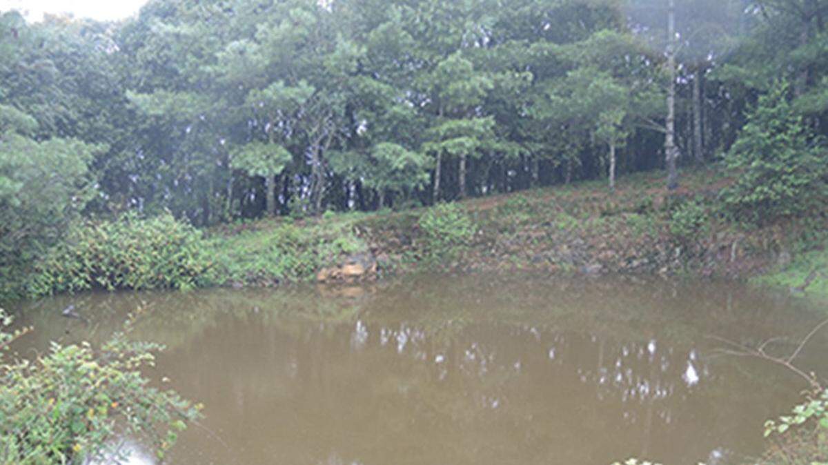 Researchers found a new species of “robust” and color-changing tree frogs in China, according to a new study.
