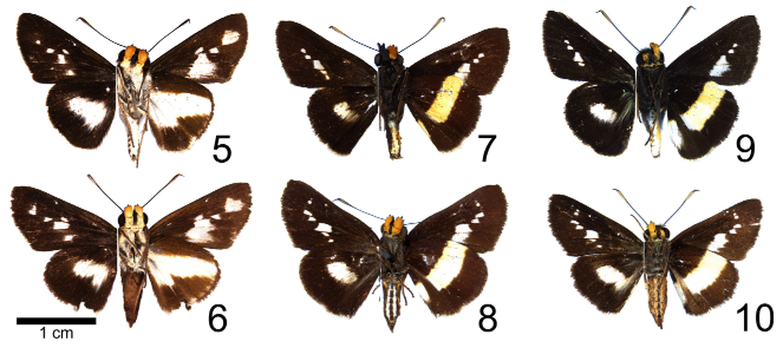 When the moth closes its wings, it creates a splotch similar to bird droppings, the researchers said.