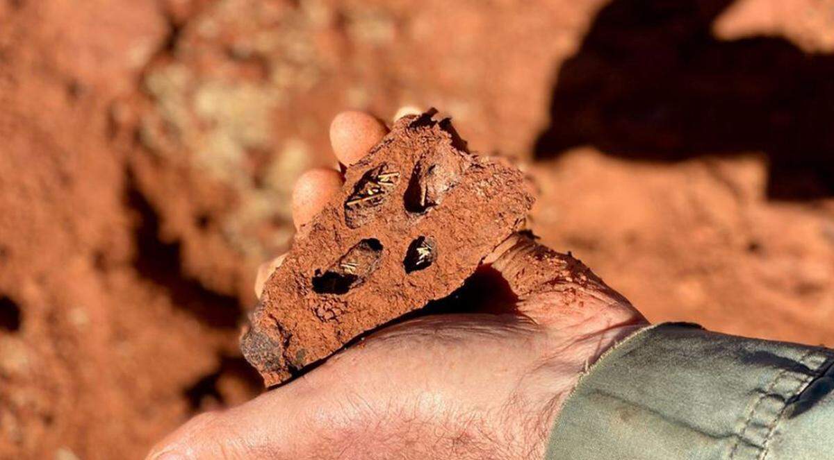 Part of a termite structure with several chambers extracted from a ‘fairy circle.’