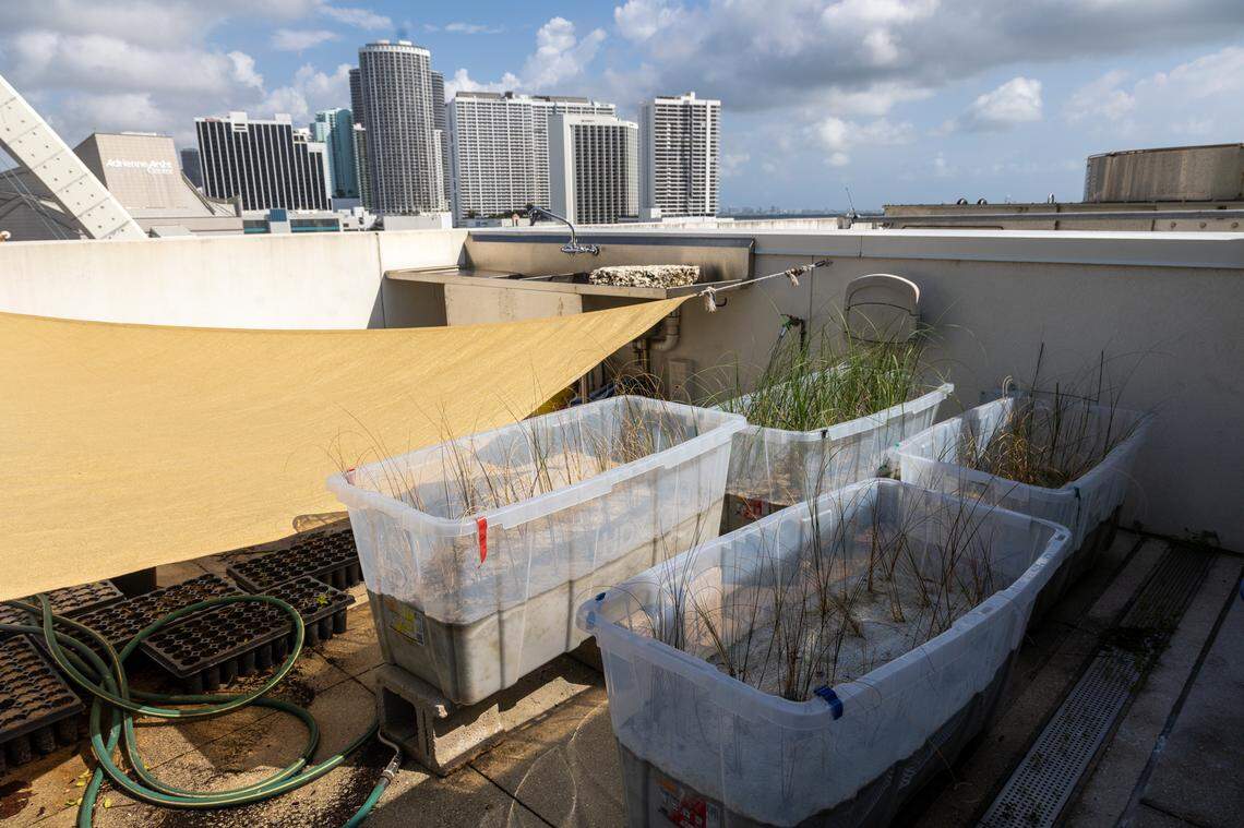 Top left - regular sand, Top right - compost mixture, Bottom left - pure recycled glass sand, Bottom right - mix of recycled glass sand and beach sand.