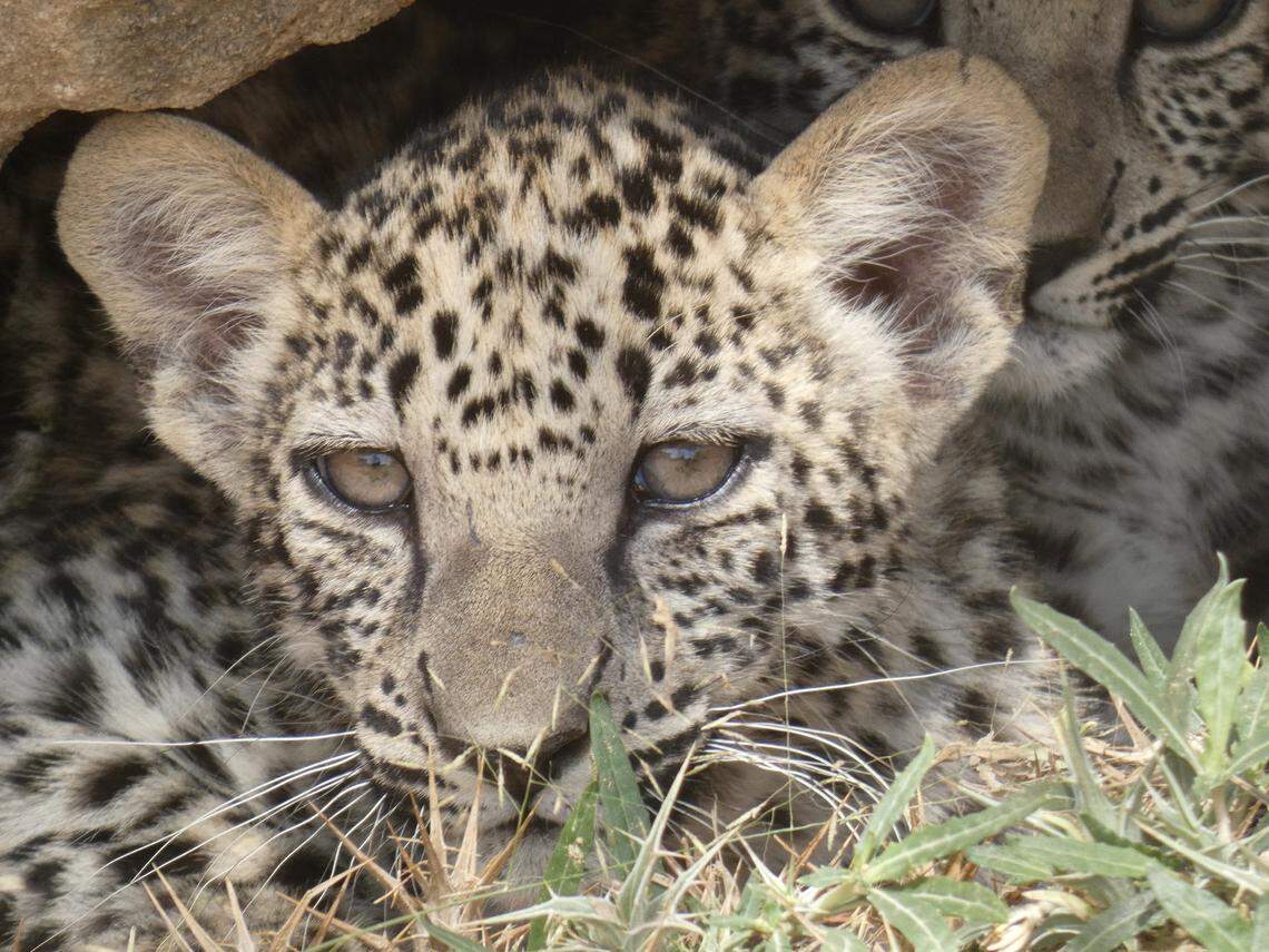 Wildlife officials are hopeful the leopards can be reintroduced to the wild.