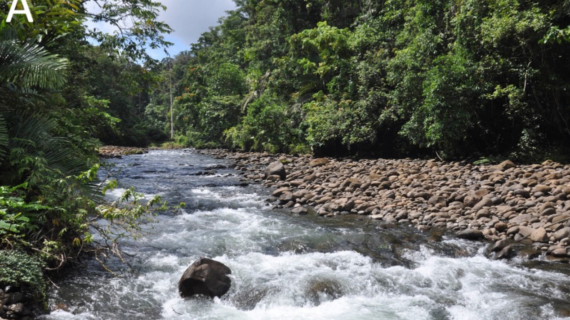 Near fast-flowing and strong rivers in Papua New Guinea, two new species were discovered.
