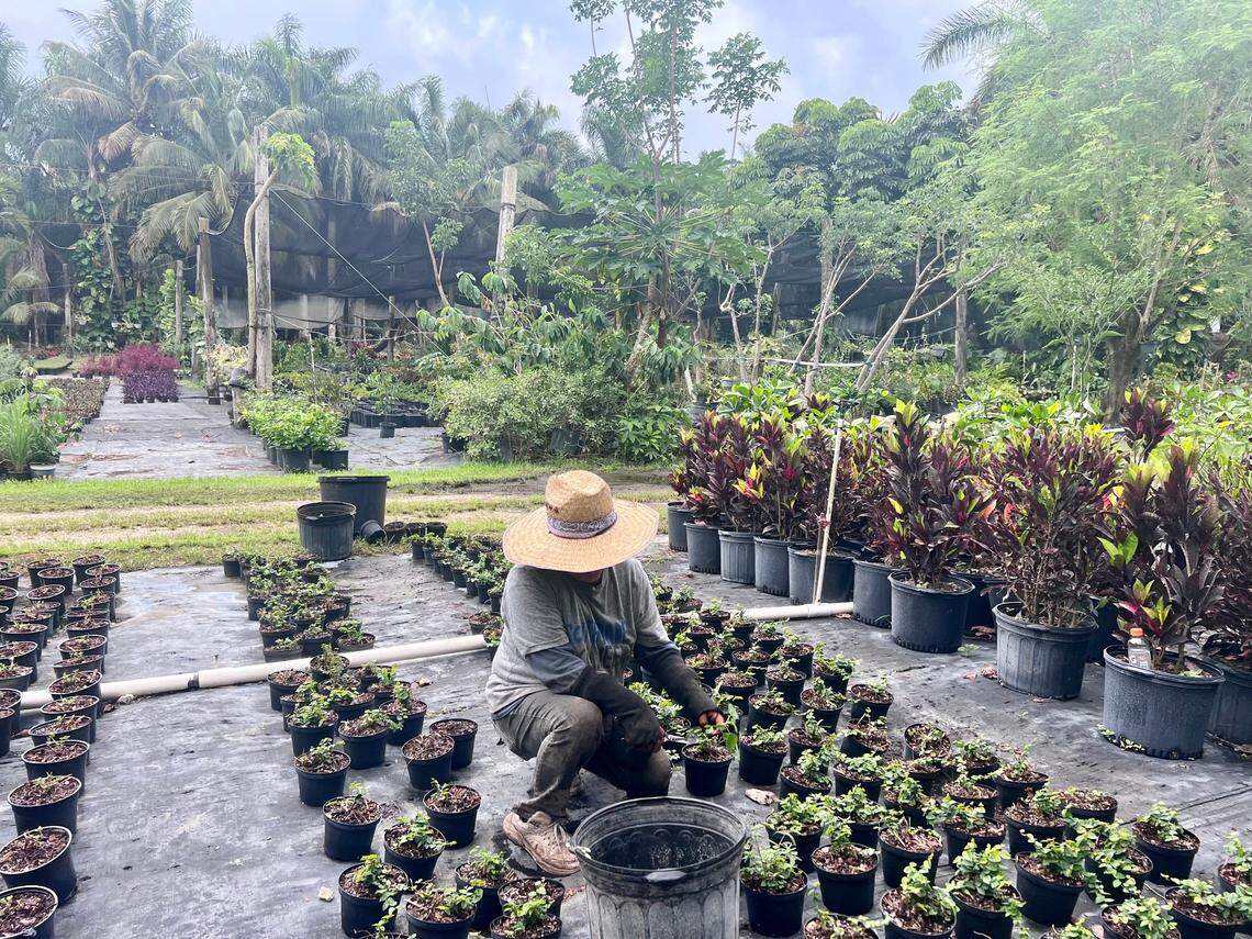 A farmworker from Guatemala works at a plant nursery in the Homestead area.