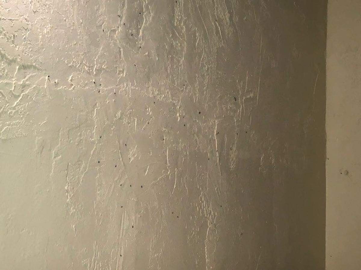 Insects in a Crespi Park apartment previously managed by the Miami Beach Community Development Corporation. Miami-Dade County has since taken control of the building.