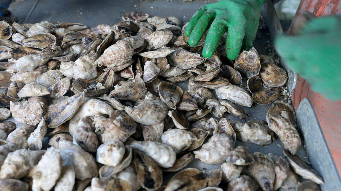Florida records first 2026 death from bacteria found in shellfish, coastal waters